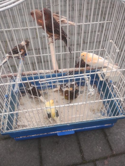 Sprzedam kanarki samice