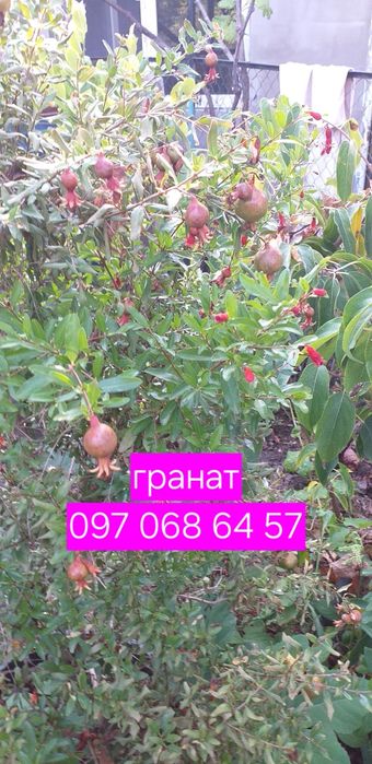Гранат комнатный. Саженцы граната комнатного. Плодоносящие гианаты.