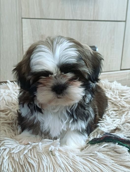 Śliczna Sunia shih-tzu gotowa do odbioru.