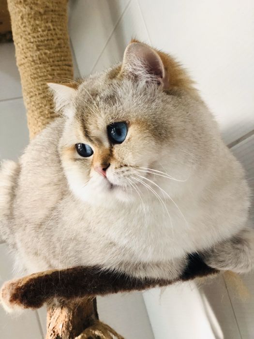 Чекаєм наречених