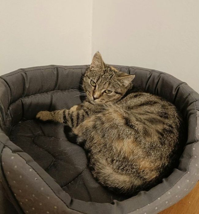 Malutka kotka Basia szuka domu