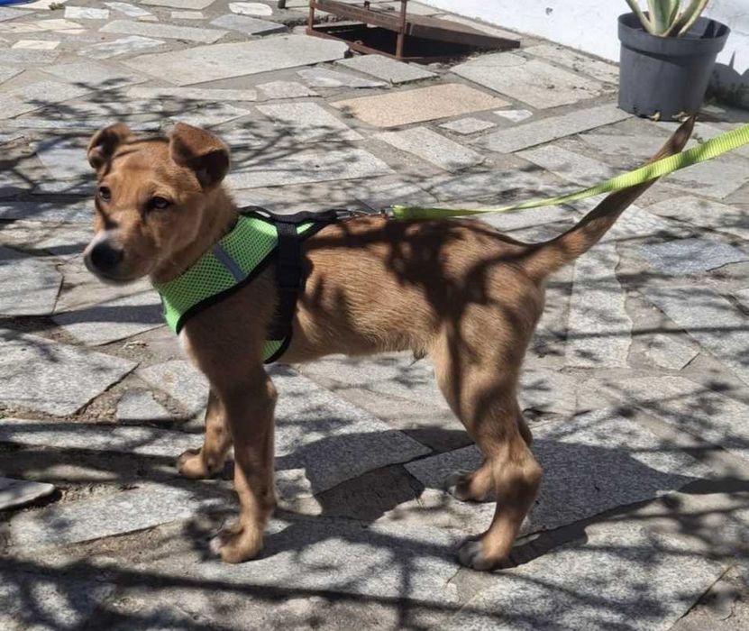 O pequeno bebe ZAZU está para adoção;