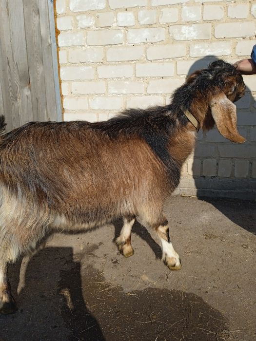 Продам козла Шами 50%