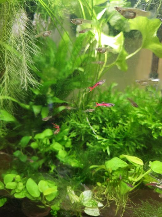Guppy enlder vermelho