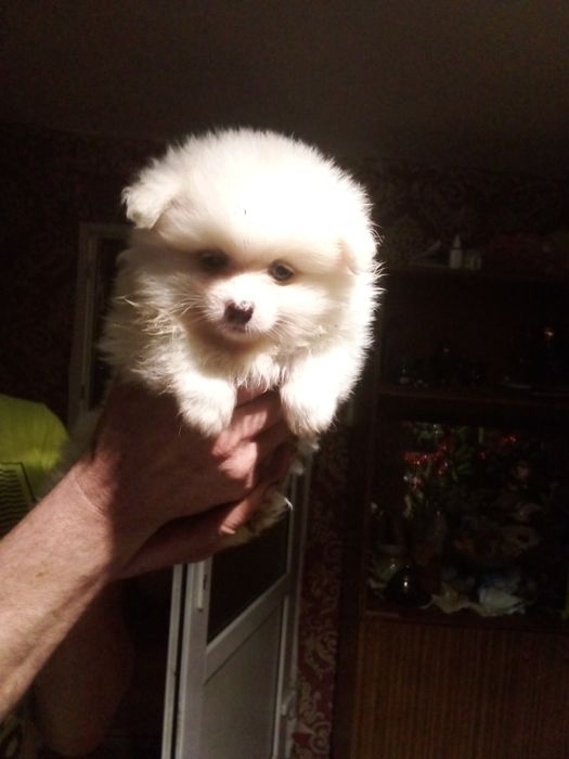 Померанський шпіц