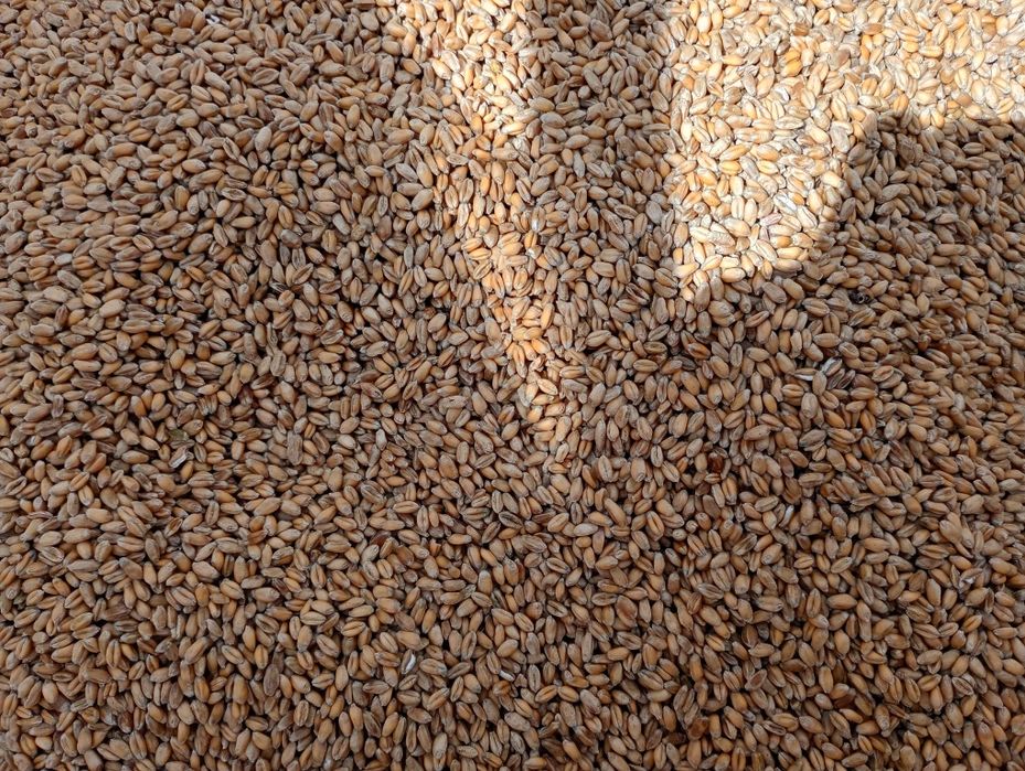 Pszenica, pszenżyto, ,owies