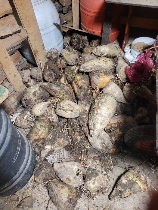 Buraki pastewne na paszę dla zwierząt