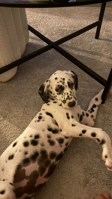 Dalmata  Lindo Macho