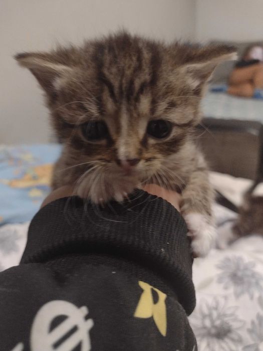 Oddam kotki w dobre ręce