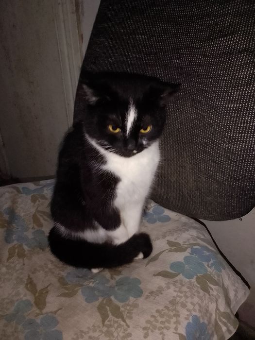 Бублик кіт підліток хлопчик 9 місяців віку