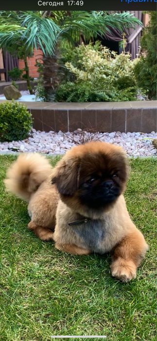 Вʼязка !!! Гарний Королівський пікінес шукає дівчинку для вʼязки.