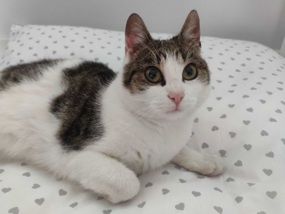 Kitka -kotka szuka domku