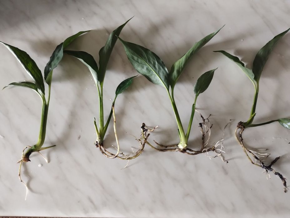 Спатифілум кімнатні квіти