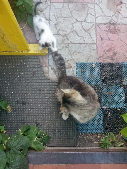 Кошеня кішечка дівчинка