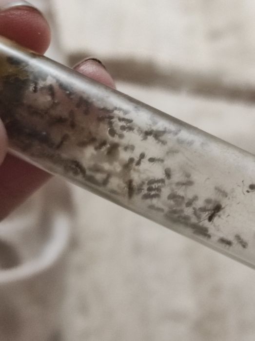 Lasius niger муравьи , черный садовый муравей 60+шт с расплодом