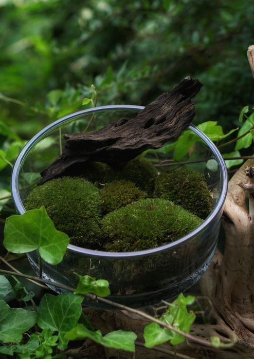 Terrarium Treasure ŻYWY MECH Kulisty Poduszkowy do terrarium 13x13,5x4