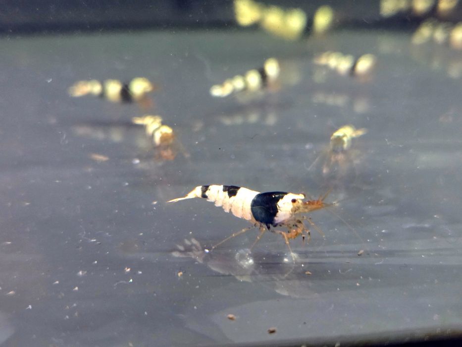 Krewetka caridina crystal black