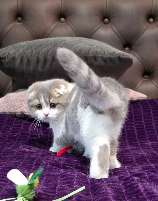 Шотландский вислоухий котёнок девочка