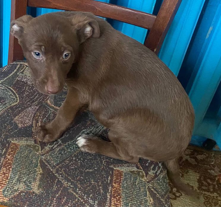 Цуценята (1 хлопчик і 2 дівчинки) 1,5 місяці