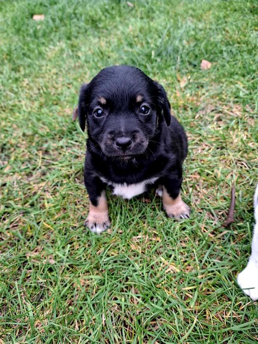 Oddam suczki za darmo