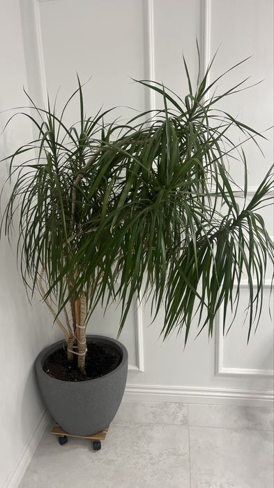 Kwiat Dracena duży wysoki