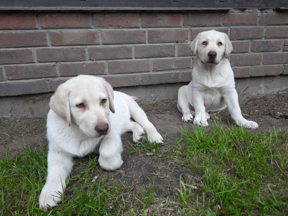 Labrador Retriever żółty piesekZKwP  ,FCI