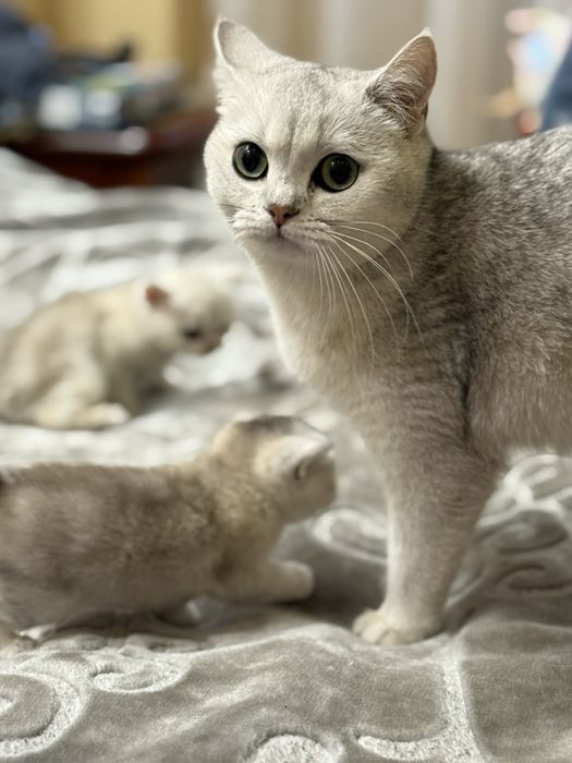 Продам котят Британская шиншилла