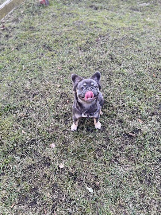 Французький бульдог