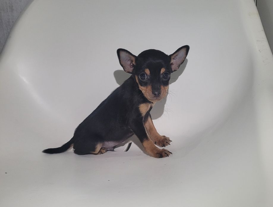 Cachorrinho Pinscher miniatura