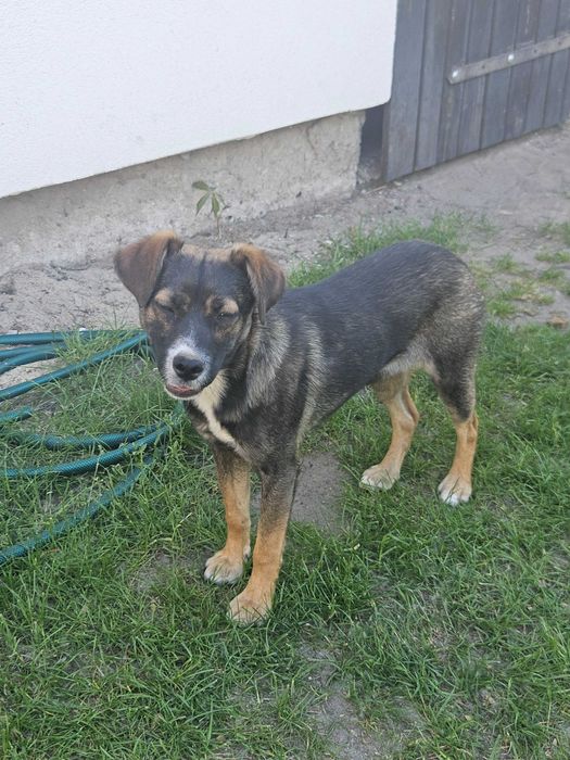 Oddam pieska za darmo