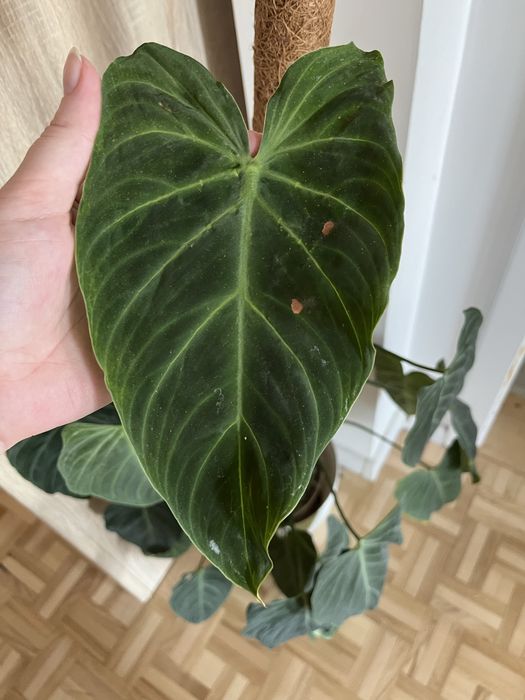 Philodendron splendid pedowka