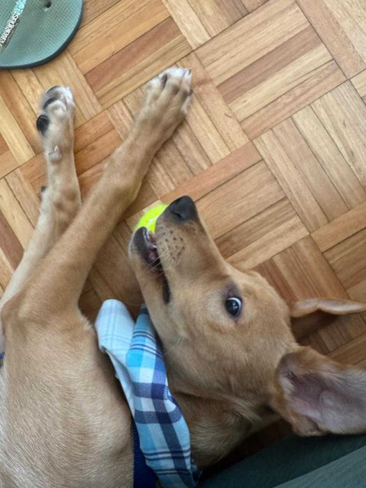 Bebe de 1 ano para adoção