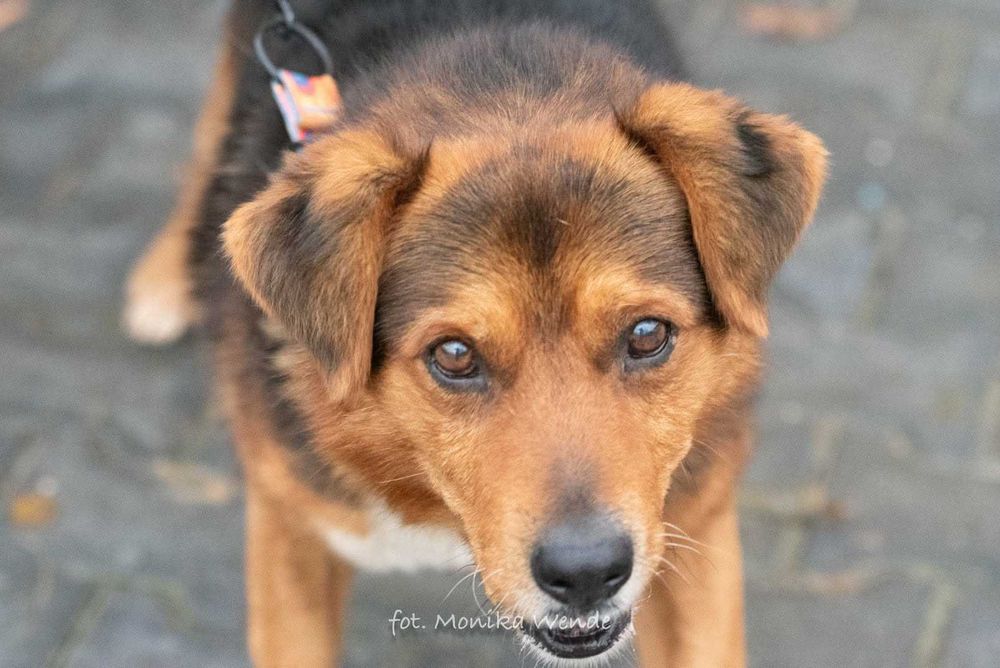 Miciu nie prosi o wiele… tylko o dom i miłość