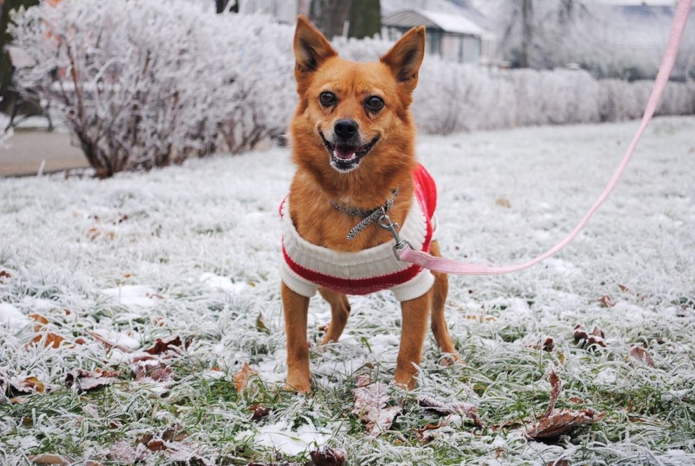 Abby prosi o adopcje