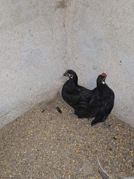 Casal de Galinhas de Java