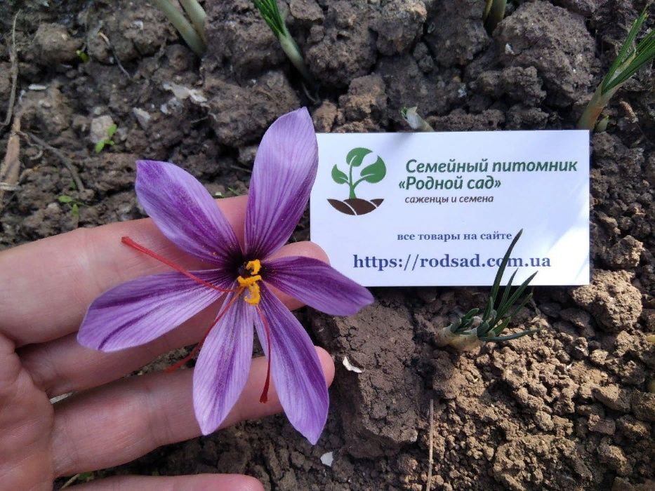 Шафран цибулини 20 шт шафрановый крокус луковицы семена Crocus sativus