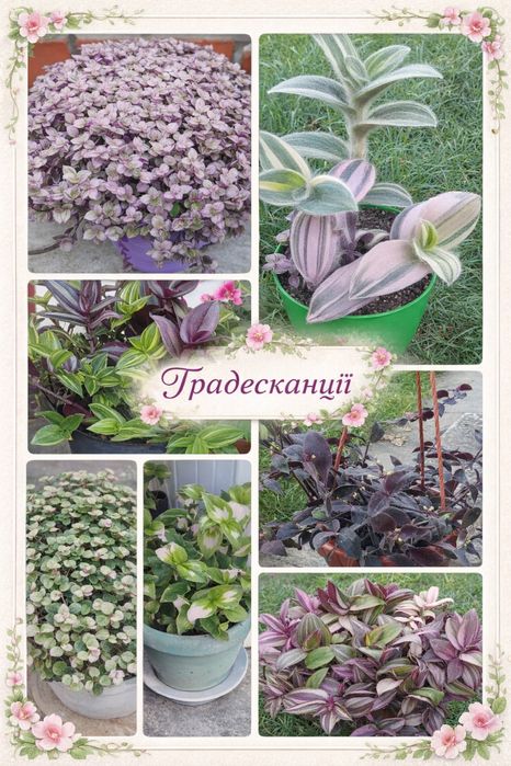 Калізія та традесканціі