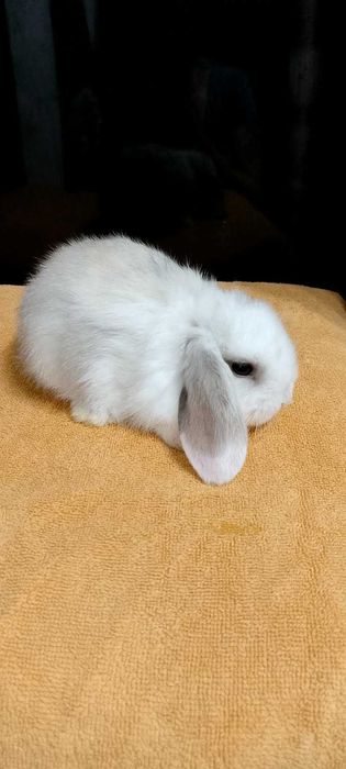 Króliczki miniaturki