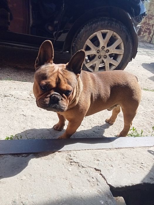 В'язка Французький бульдог