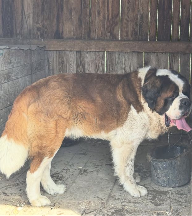 Сенбернар Одесса