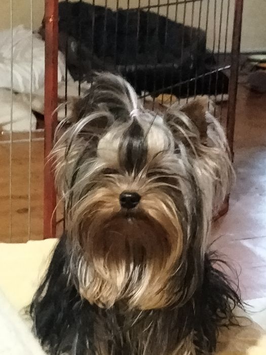 Кобель мини 1400гр вязка