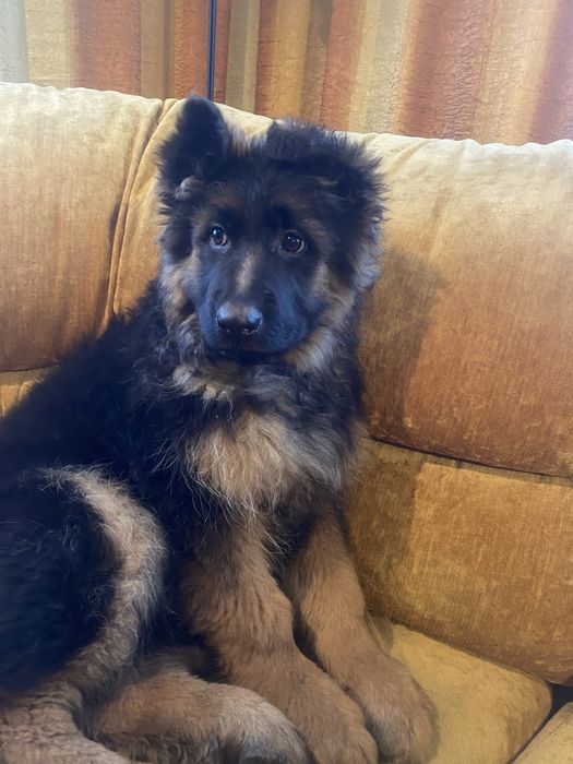 Owczarek Niemiecki długowłosy