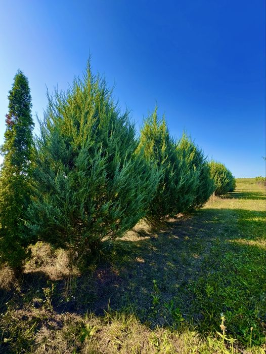 Розпродаж Туї Супер Ціна в Україні)))