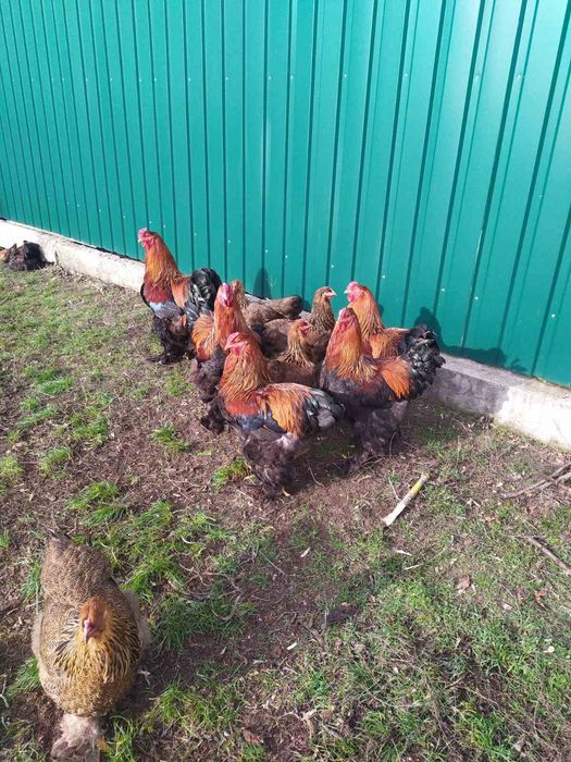 Кури Брама продам