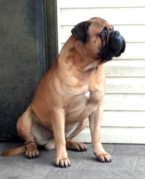 Бульмастиф. Кобель. Вязка