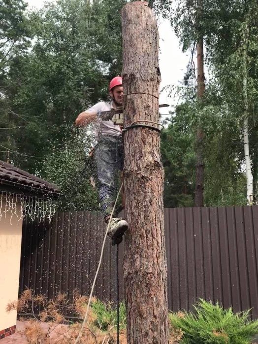 Видалення дерев,спил проблемних дерев,розчистка участків