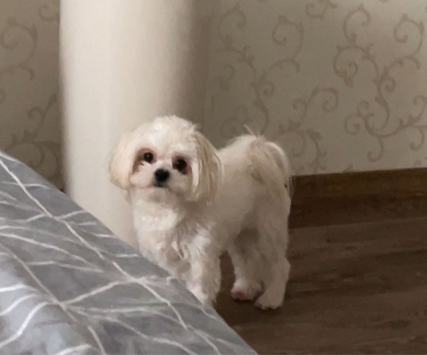 Вʼязка Мальтезе міні(мальтійська болонка)