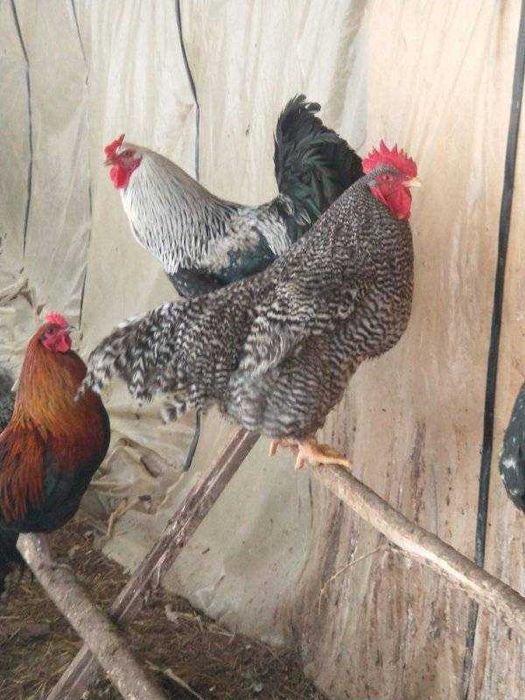 Продам домашніх півнів