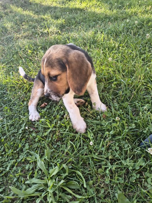 Szczeniaki  Beagle – gotowe do nowego domu