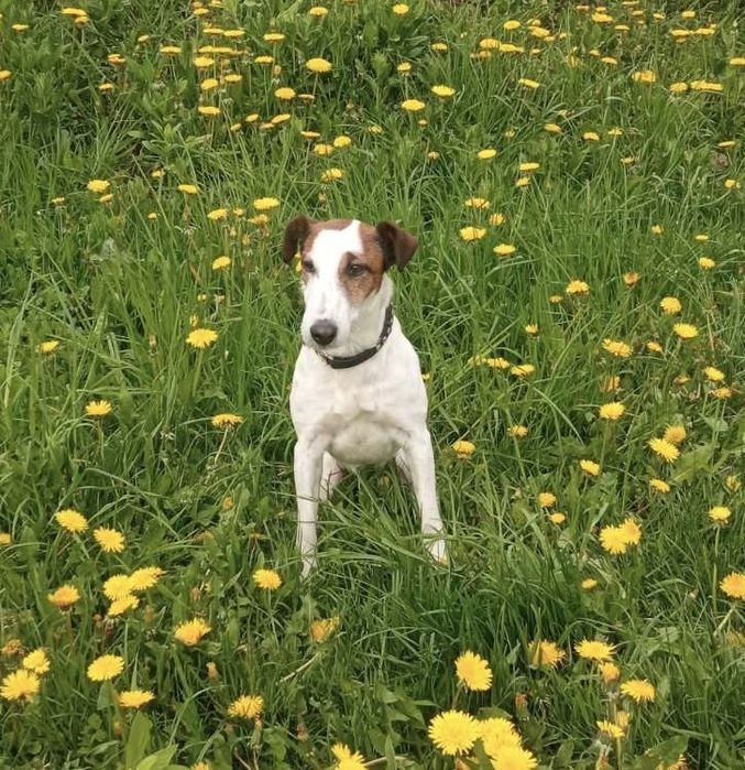 Фокстерєр Рокі шукає надійну родину